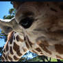 Hello Giraffe
