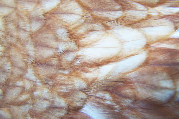 feather texture