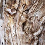 figtree texture 02