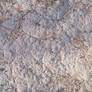 Dry Earth texture 2