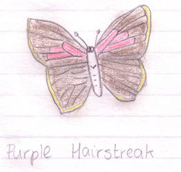 Purple Hairstreak