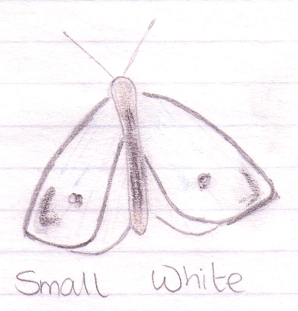 Small White