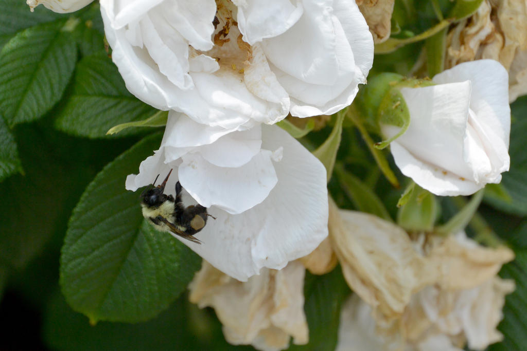 Bee and Beach Roses 12