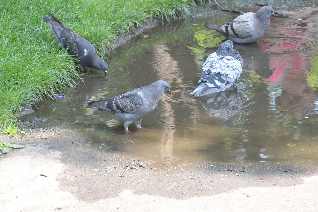 Bird Bath In the Puddle, the Gathering 13