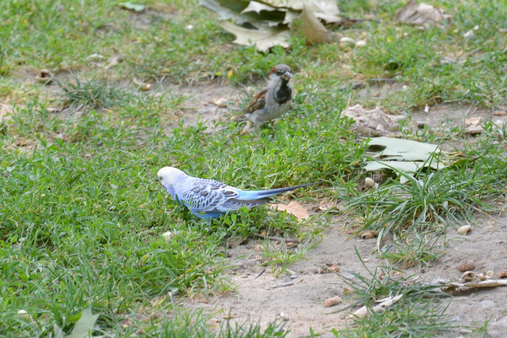 Parakeet In the Park 5