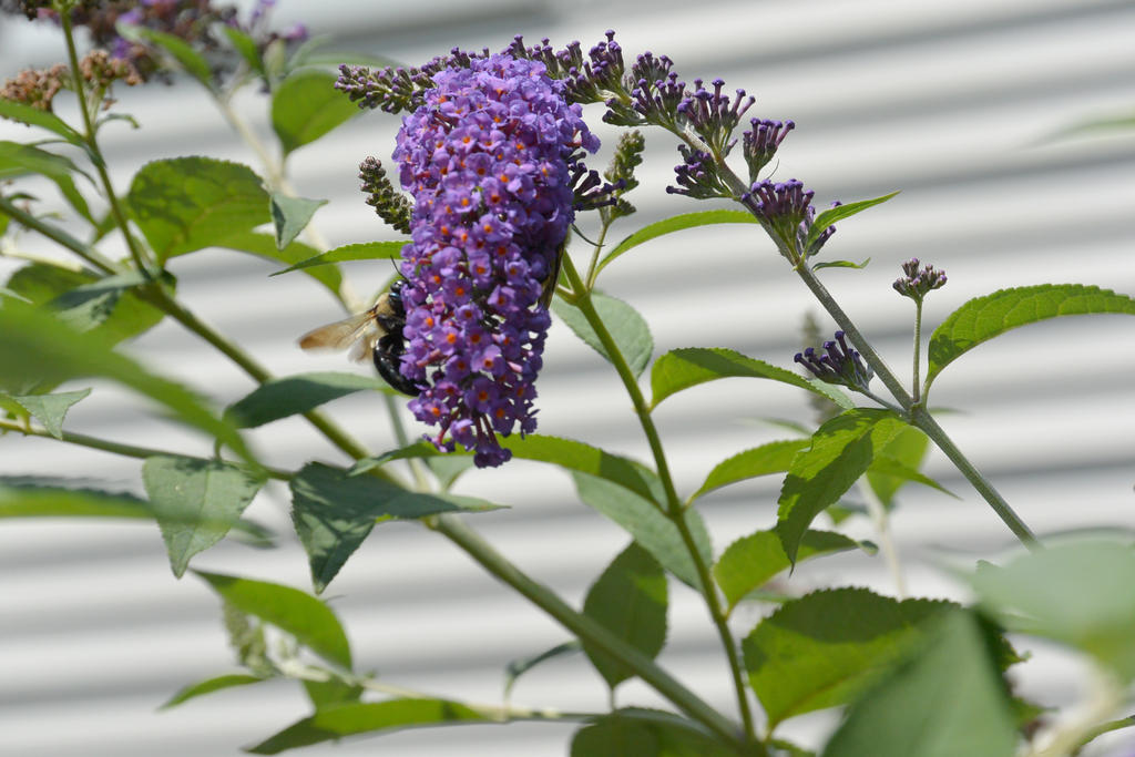 Fluttering Wings, Cling To the Buds