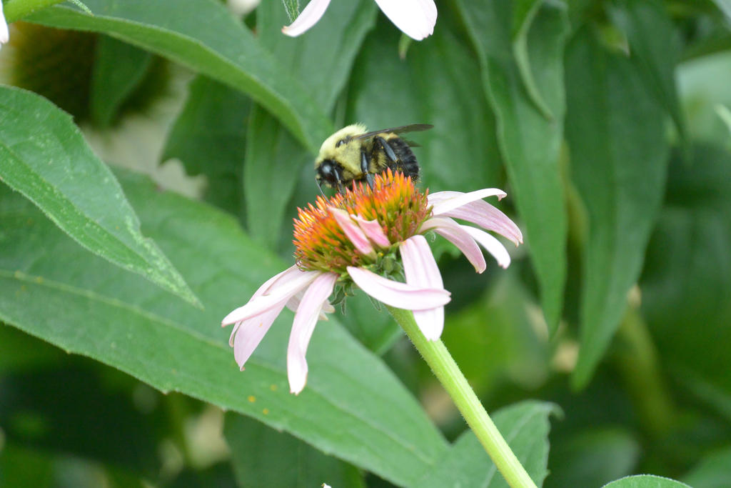 My Little Nectar Spot, Bee On the Flower 5