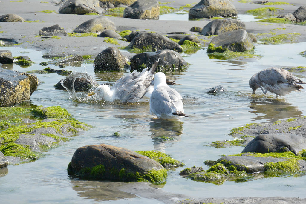 Seagulls, Salt Water Bath 51