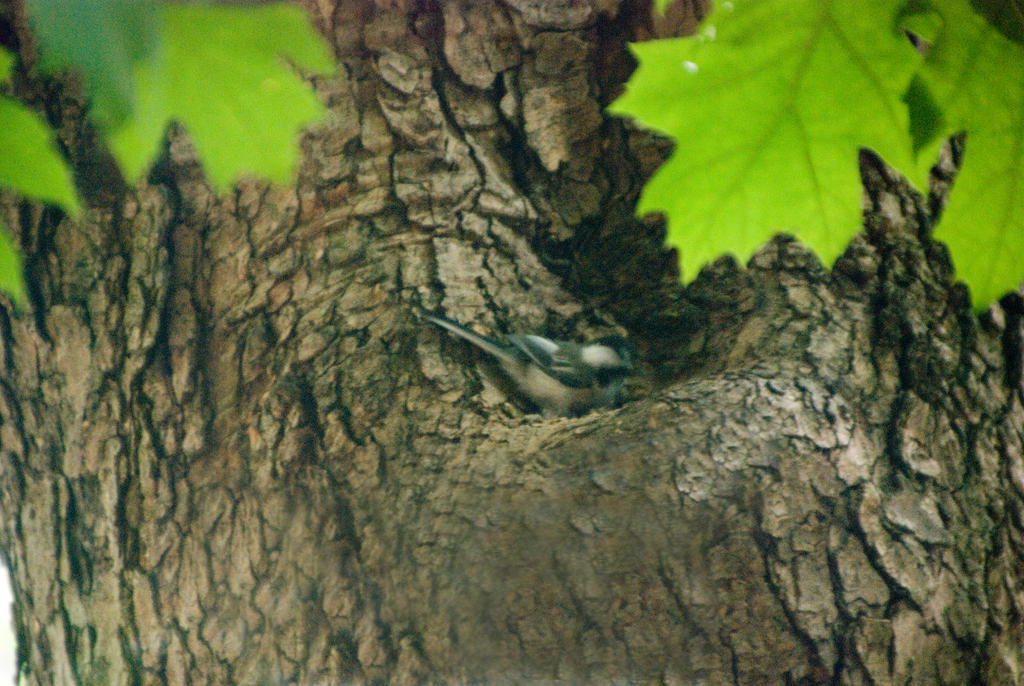 Chickadee In the Tree