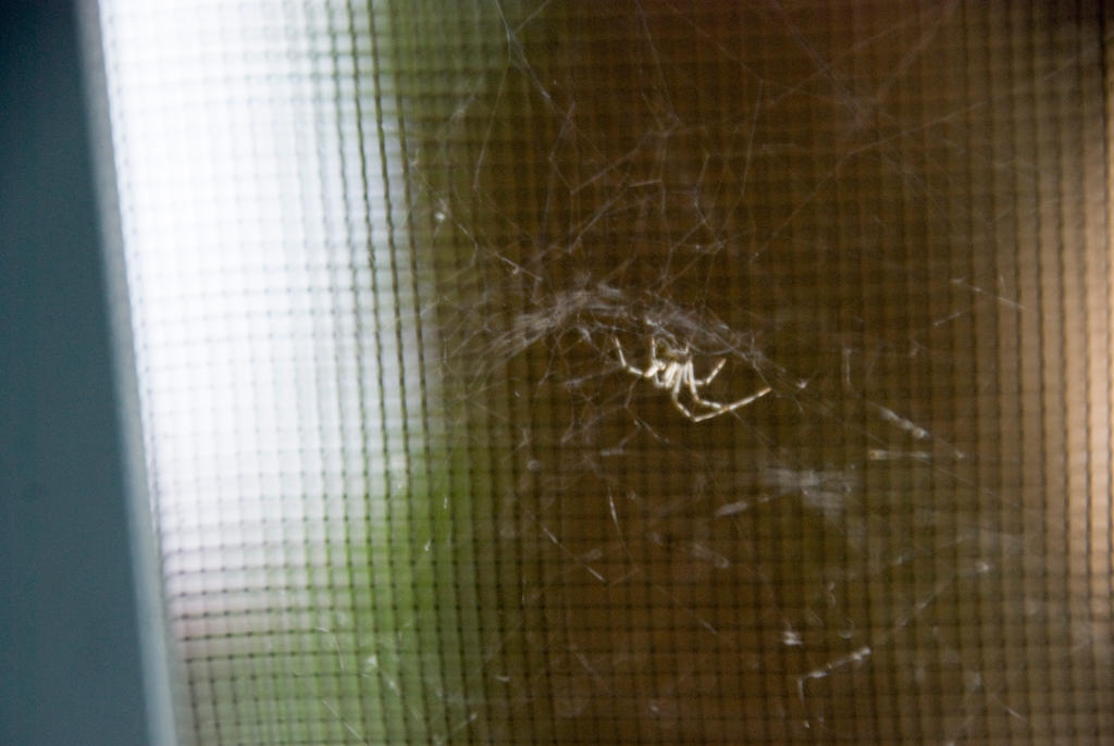 Little Spider On the Window Screen 2