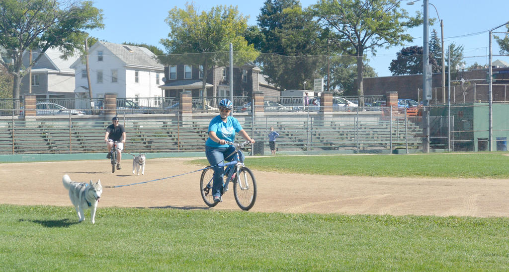 2014 Dog Festival, Urban Mushing 3