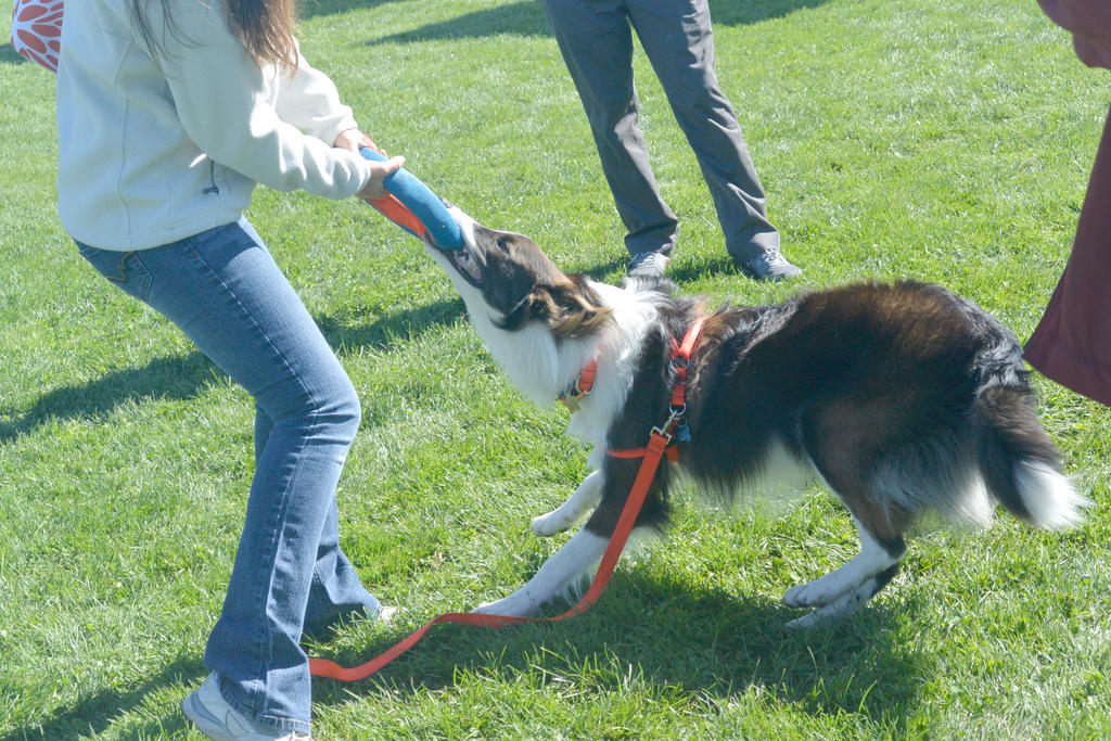 2014 Dog Festival, Tug of War