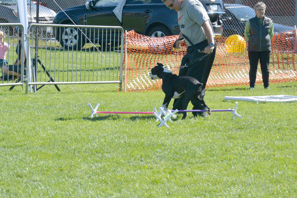 2014 Dog Festival, Try and Train 2