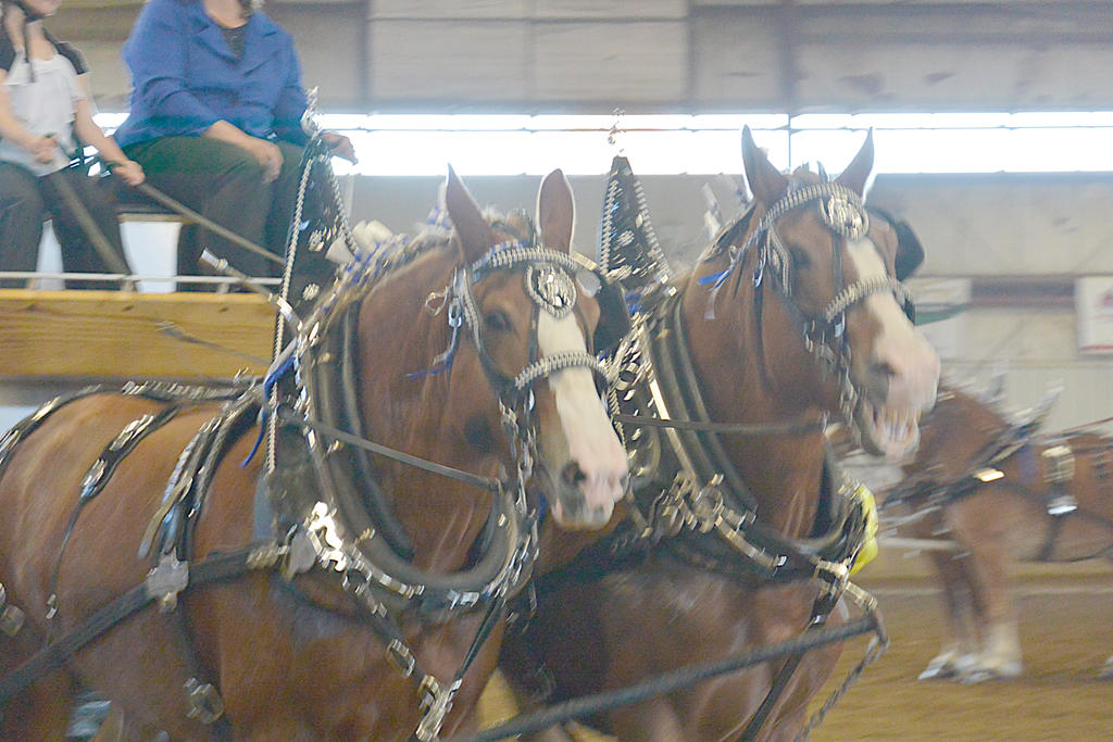 Topsfield Fair, Horse Handler Competition Close Up