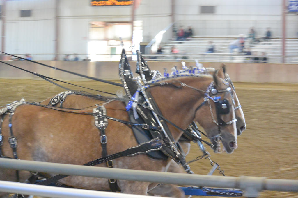 Topsfield Fair Horse Handler Competition CloseUp10