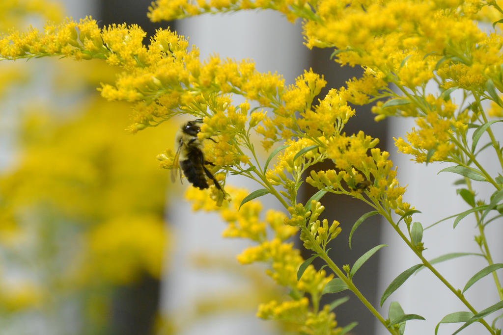 Searching for Gold, Bee Hugging the Buds