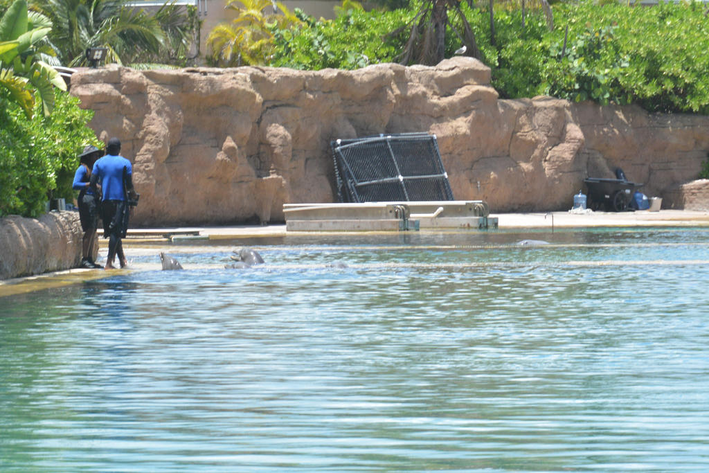 Nassau, Dolphin Interaction