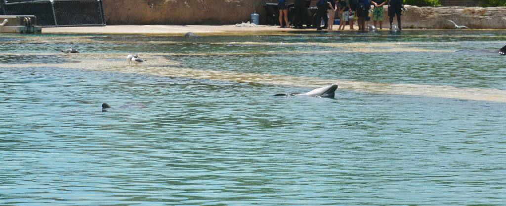 Nassau, Dolphin Interaction 3