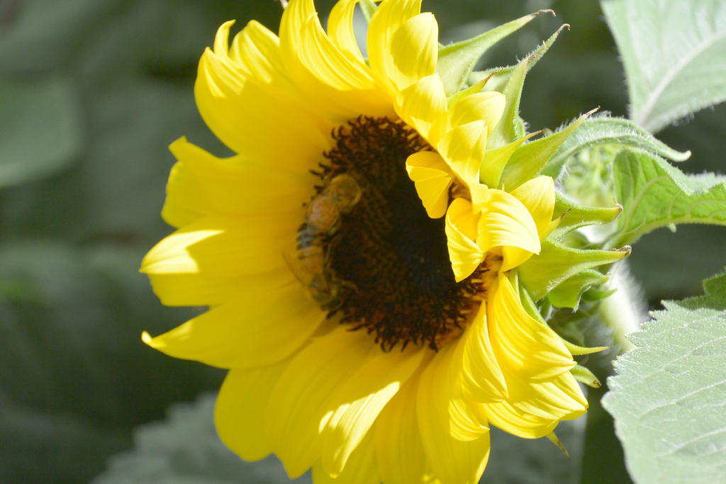 Sunflowers Are Buzzing, Together 2