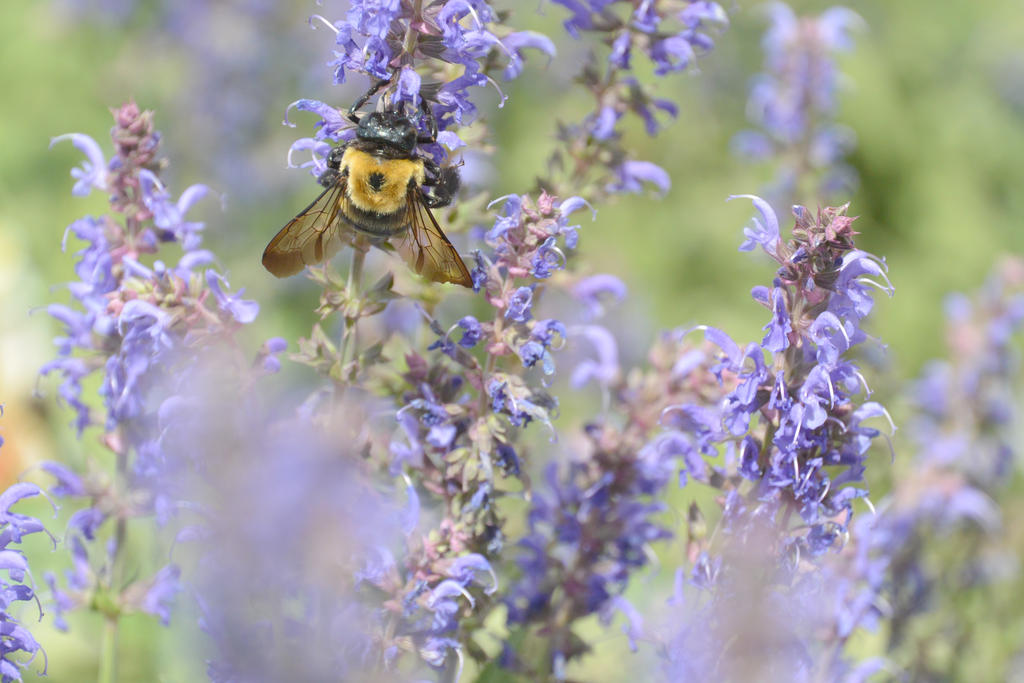 The Big Fuzzy Bumble Digging In the Buds 8