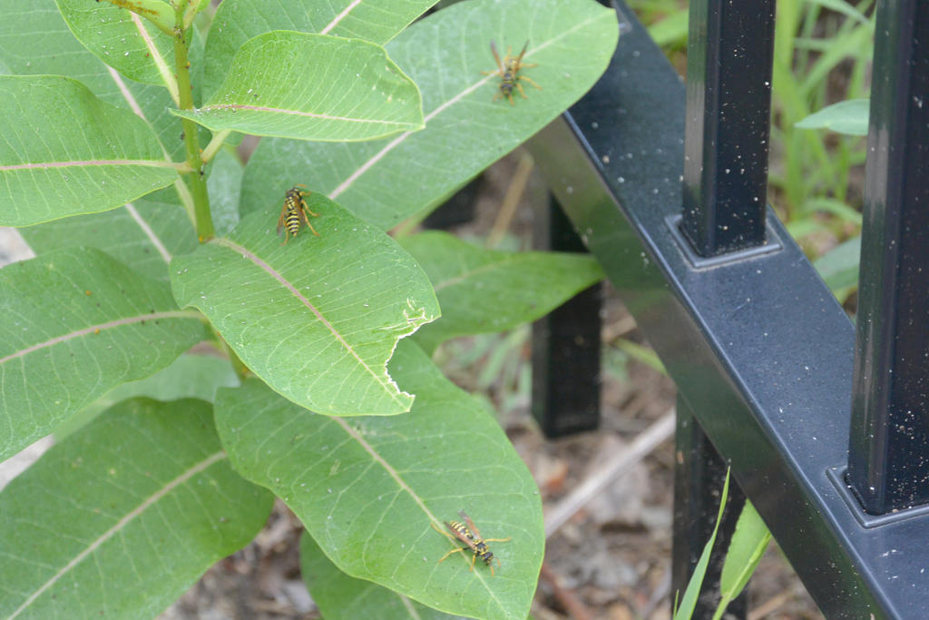 Wasps, Licking the Leaves