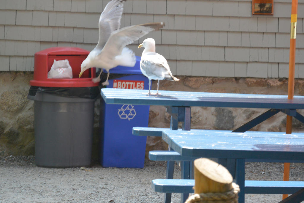 Bin Lunch, the Attempt To Take 2