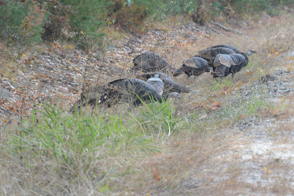 Gobble, Wild Turkeys By the Side of the Highway 2
