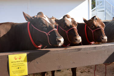 Milking Cow Pen, The Three Looks