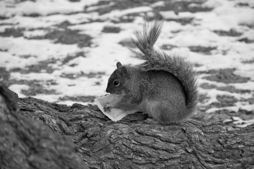 Good Enough To Eat, Squirrel Scavenger