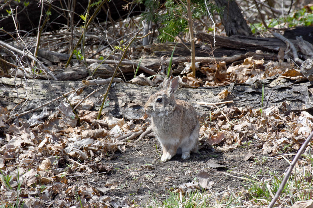 Taking It All In, the Rabbit 2