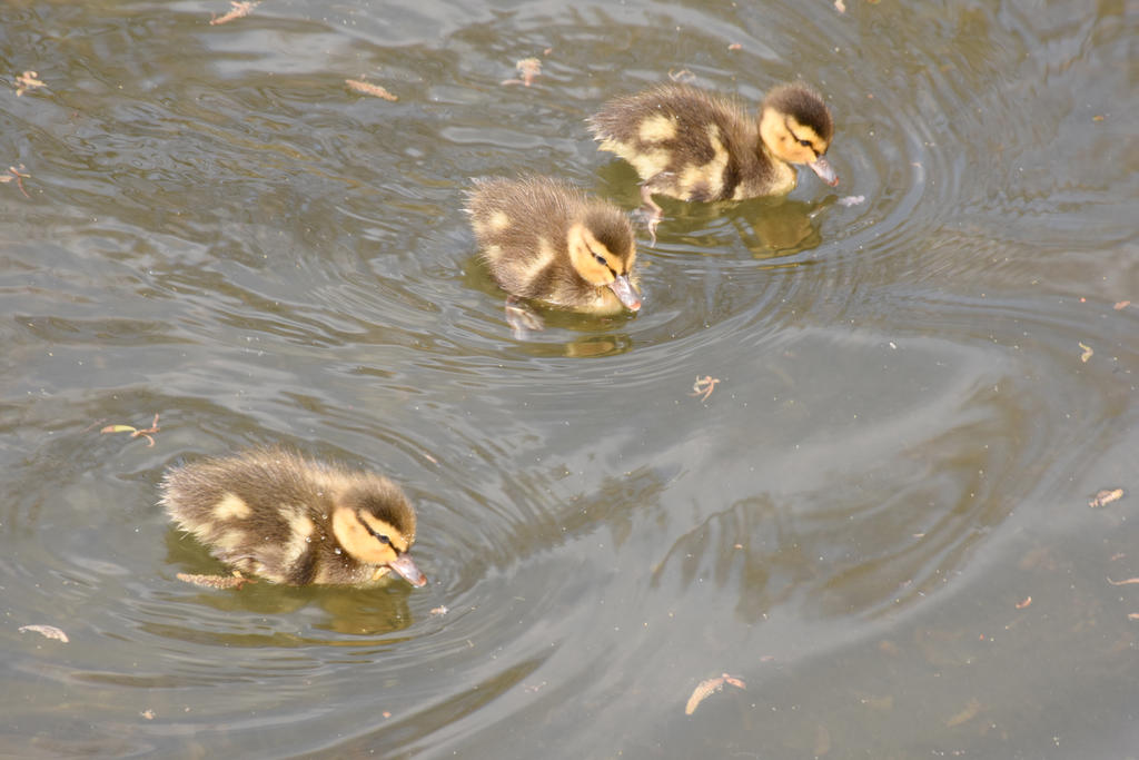 Away Little Ducklings