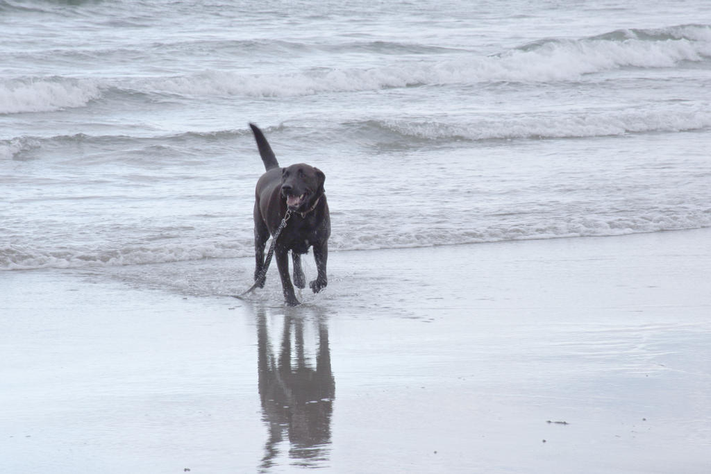 The Beach Reflection, Black Dog