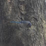 Blue Jay In the Nook, Examining the Bark