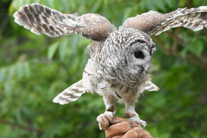 Rescued and In Good Hands, Bared Owl 27