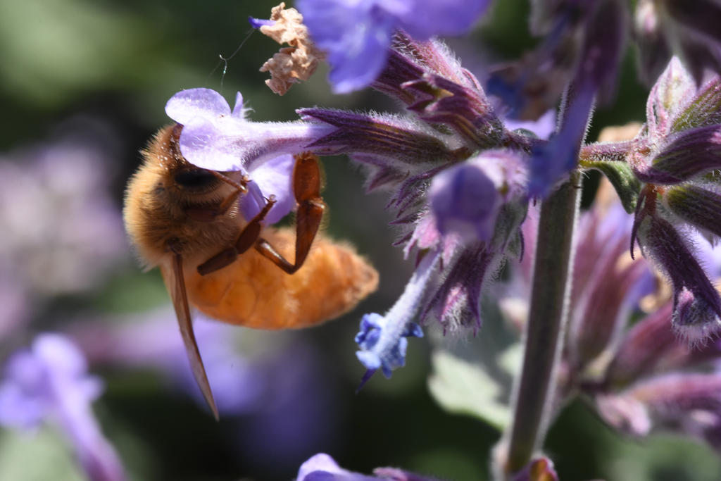 Into the Blue, Bee and Flowers 20