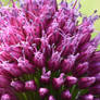 Purple Flower, Spiky Do