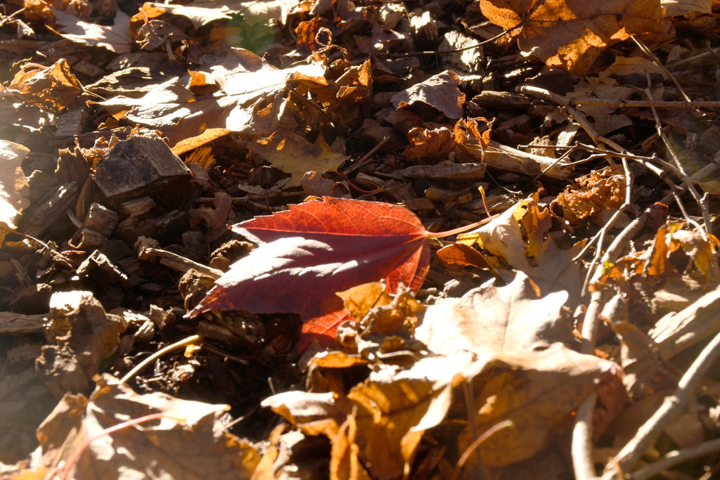Blanket of Color,November In the Arnold Arboretum2