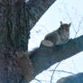 The Brown Squirrel On the Tree Limb, Staring Off 2