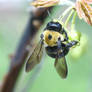 On the Dogwood Blossoms, Beegining To Dig In 3