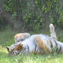 Tired Tiger Stretching Out In the Grass 5