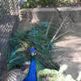 Peacock Resting In the Corner 2