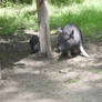 Potbelly Pigs, Momma and Baby