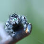 Mr Fuzzy On Fence,Jumping Spider To Point/Glare 2