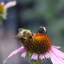 Beeing Together, Sharing Nectar Love 9