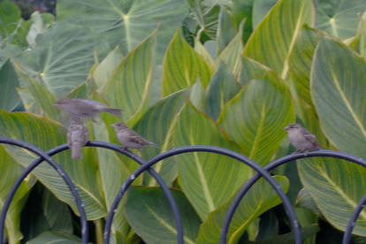 Sparrows On A Wire Fence,Sitting In A Row/Take Off