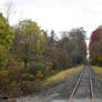 Foliage and Railroad Tracks In New York 2