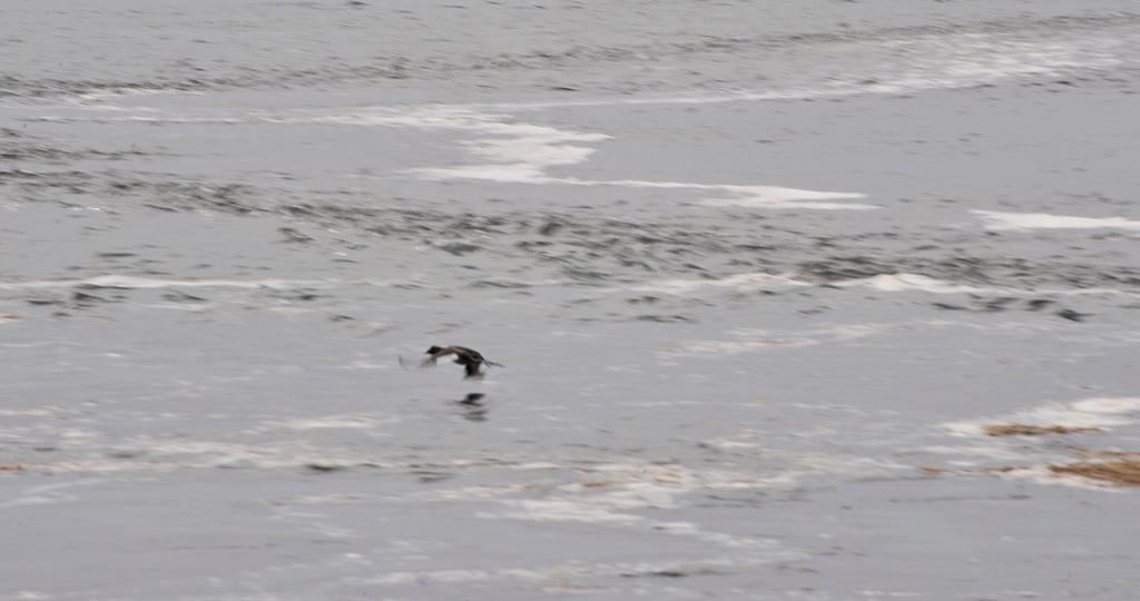 Flying Low Over Plum Island Water