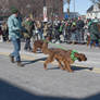 St. Patrick's Day Parade, Irish Setters Strutting3