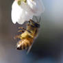 2018 Spring First Sighting,Little Bee/Blossoms 6