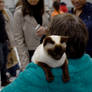 The Cat Show, Out and About With Mommy 10